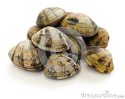 Japanese Asari clams Stock Photo